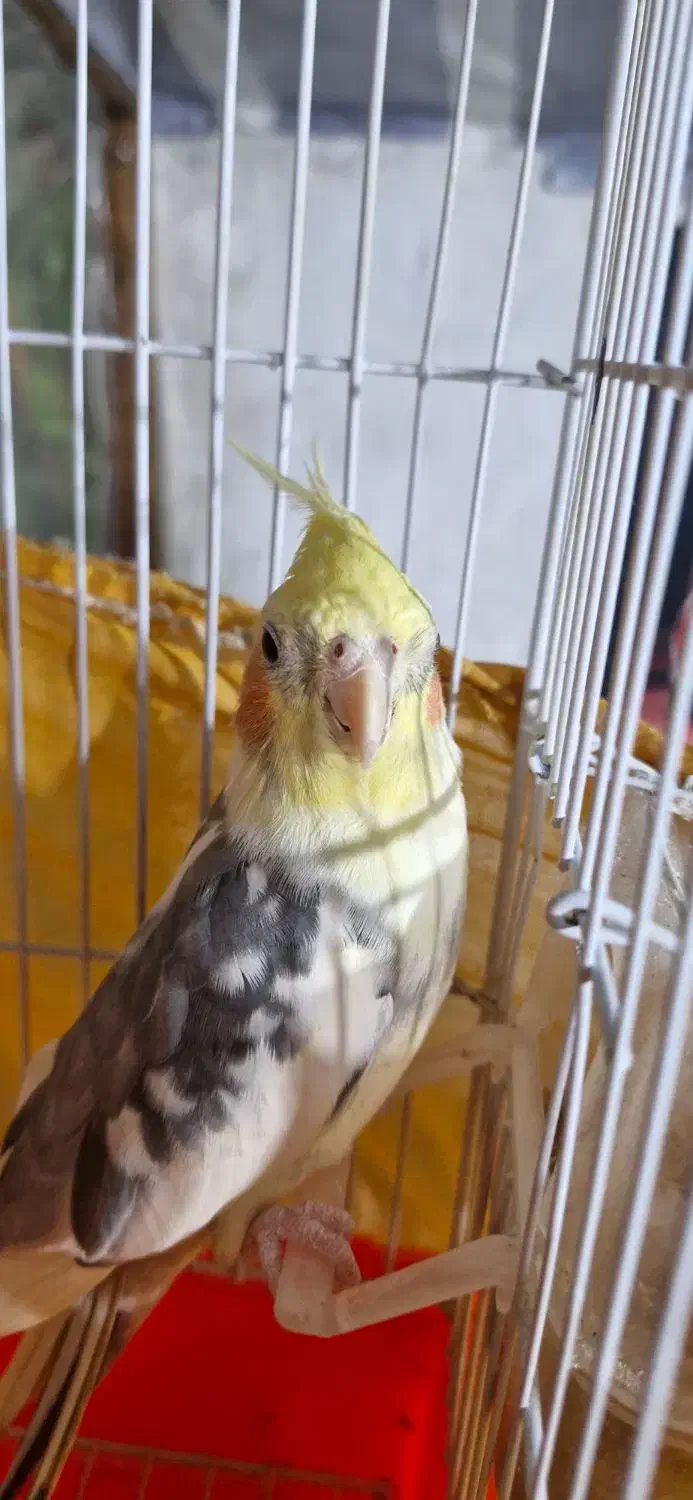 عروس هلندی نر سخنگو|پرنده|کوچصفهان, |دیوار