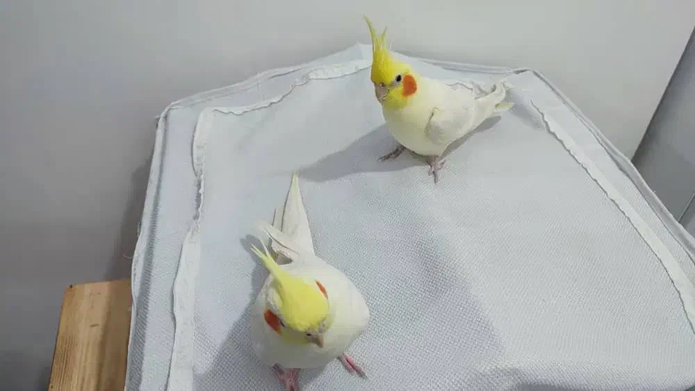 یک جفت عروس هلندی 3500000 تومان|پرنده|جم, |دیوار