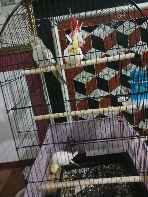 عروس هلندی سخنگو|پرنده|نقده, |دیوار