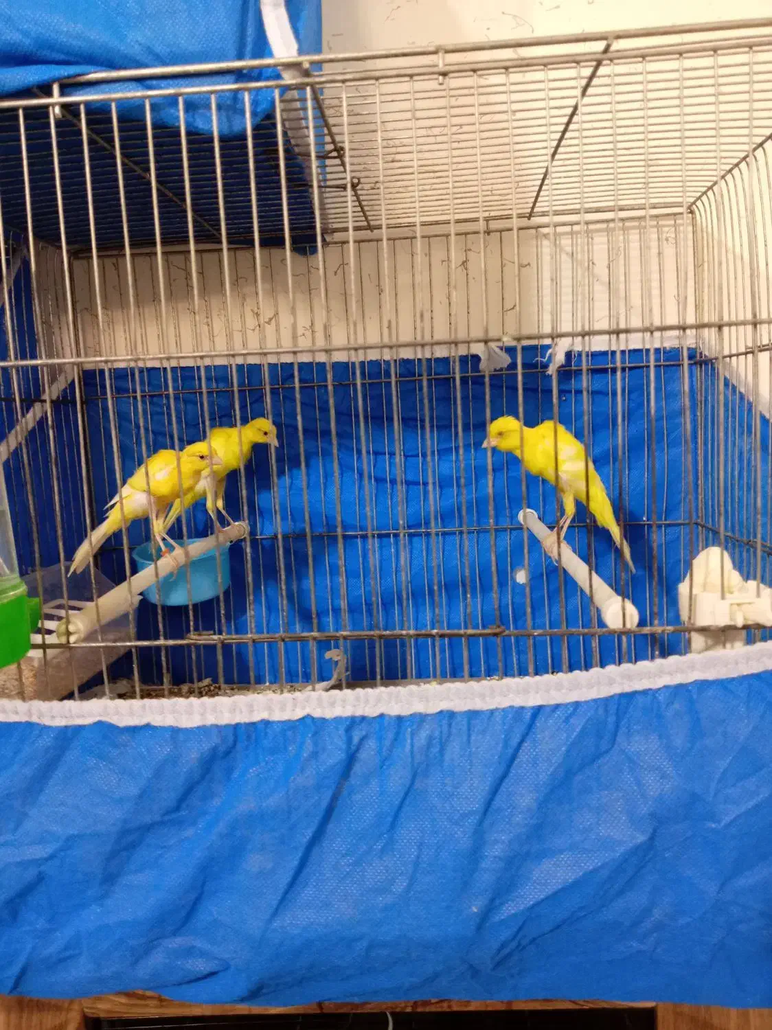 قناری یسر جیبر جیور|پرنده|نجفآباد, امام خمینی|دیوار