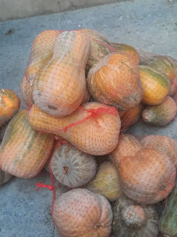 کدو حلوای. بشرط شیرین |خوردنی و آشامیدنی|محمدشهر, محمدشهر|دیوار