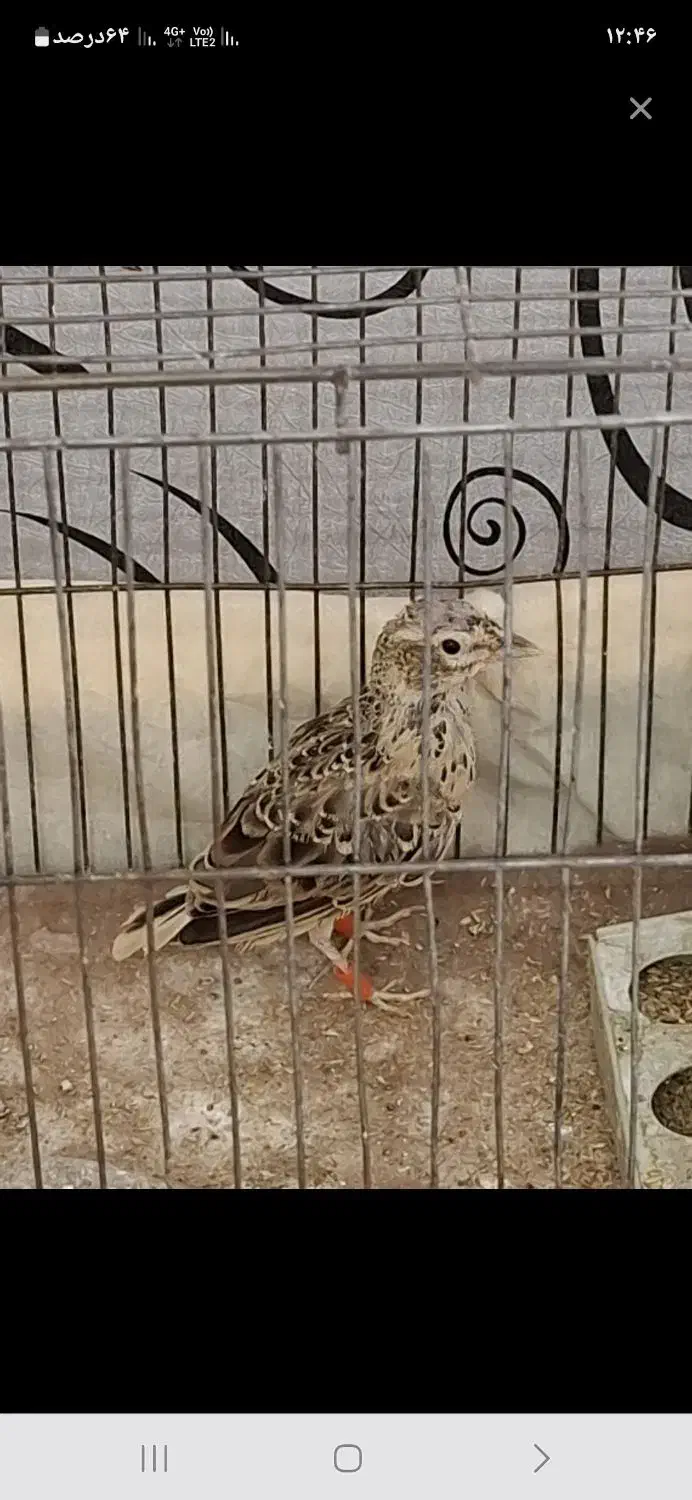 سهره خاکی|پرنده|قزوین, |دیوار