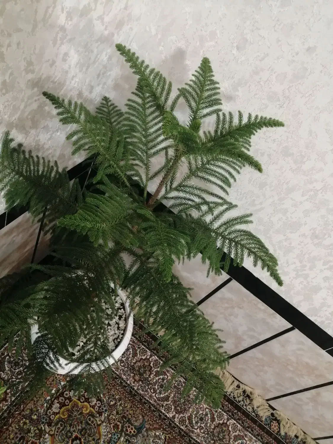 گل وگلدان|گل و گیاه طبیعی|پیرانشهر, |دیوار