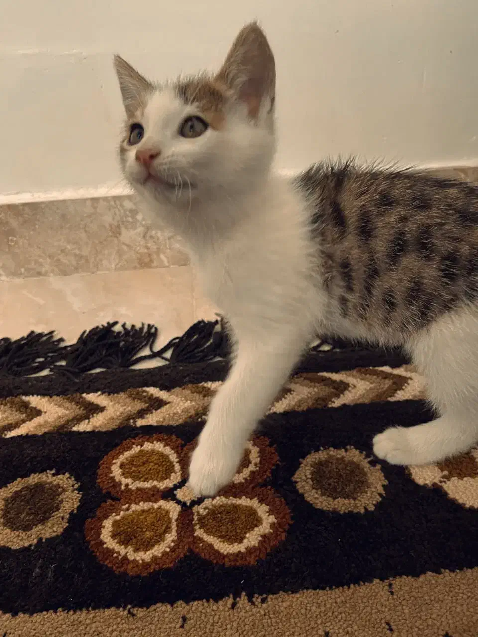 واگذاری رایگان بچه گربه دو ماهه سالم|گربه|شاندرمن, |دیوار