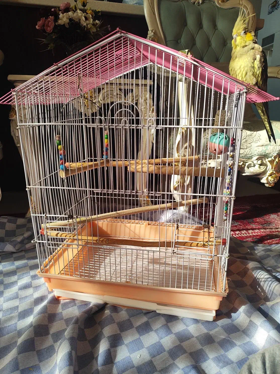 عروس هلندی|پرنده|رباط‌کریم, رباط‌کریم|دیوار