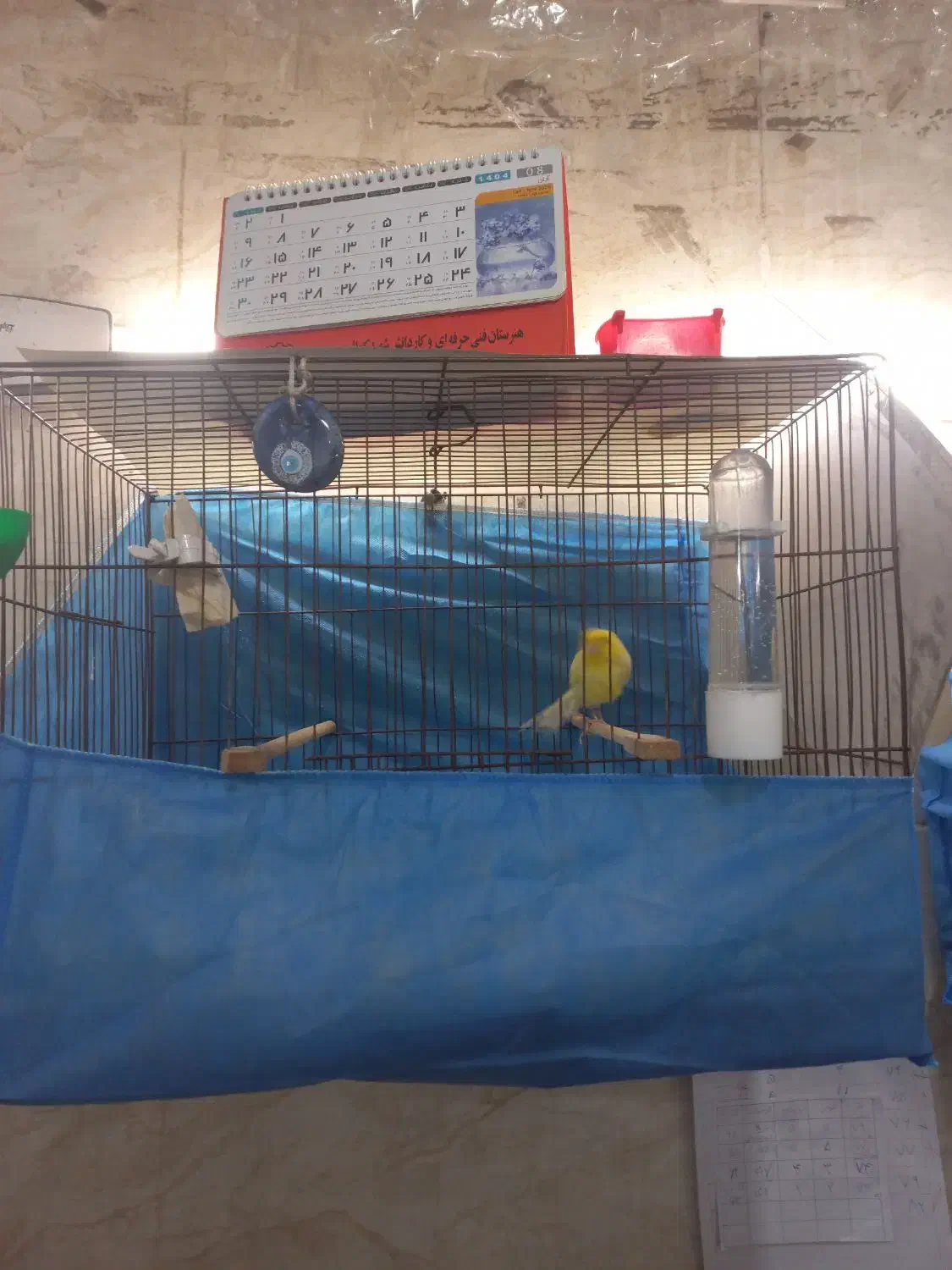 قناری رسمی بلند نر|پرنده|تهران, وحیدیه|دیوار