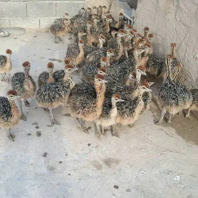 فروش جوجه شترمرغ|حیوانات مزرعه|شریفآباد, |دیوار