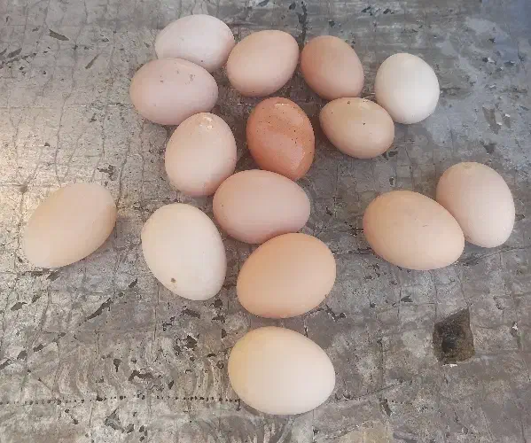 مرغ محلی تخم‌ گذار جوان|حیوانات مزرعه|قم, شهرک امام حسین|دیوار