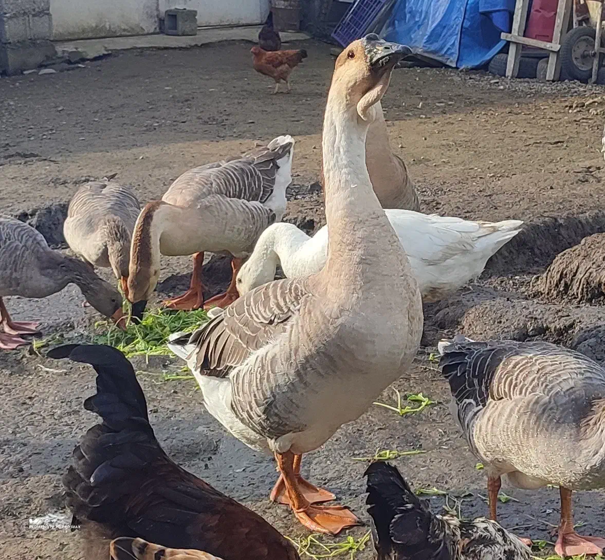 غوغاز غاز محلی|حیوانات مزرعه|رشت, آتشگاه|دیوار