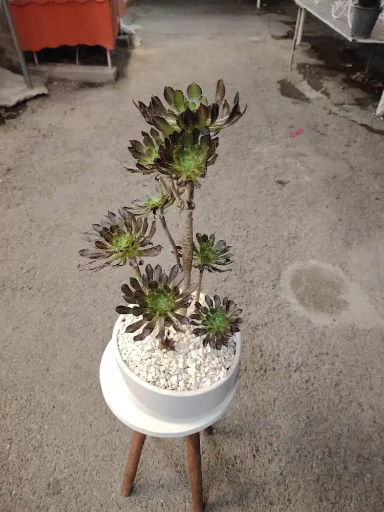 گل بونسای (درختچه بونسای آئونیوم بنفش)|گل و گیاه طبیعی|شهرکرد, |دیوار