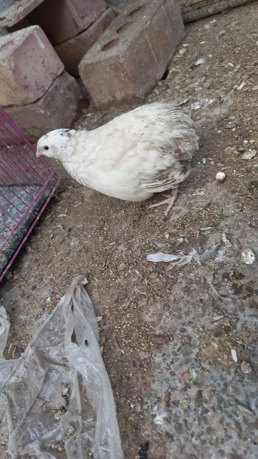 بلدرچین تخمی|حیوانات مزرعه|ایرانشهر, |دیوار