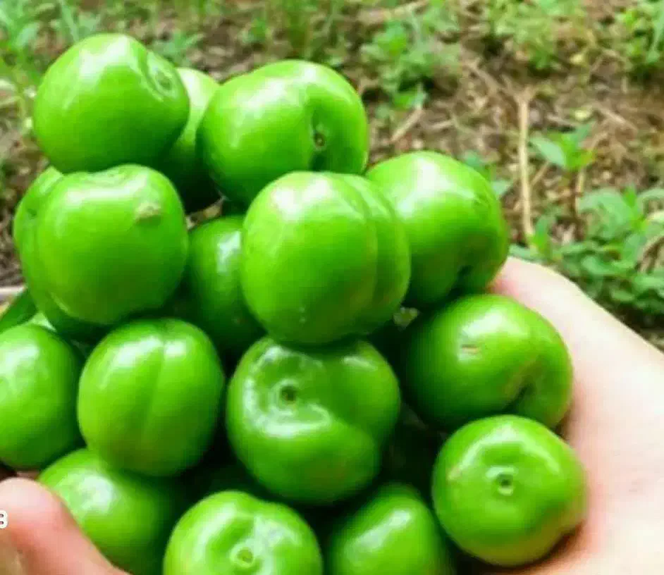 تولید نهال گوجه سبز نخجوان|خدمات باغبانی و درختکاری|قصابه, |دیوار