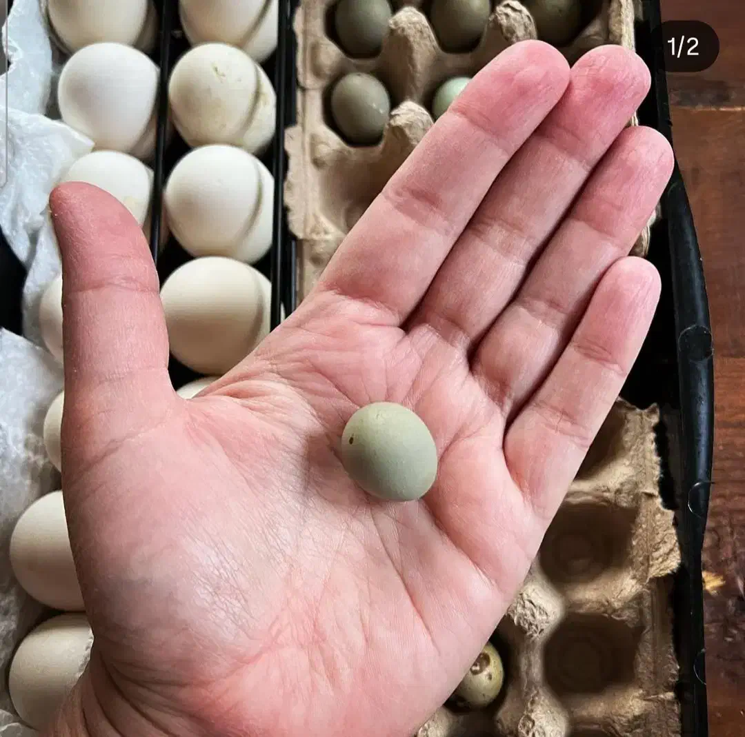 تخم مینیاتوری نطفه دار بلدرچین|حیوانات مزرعه|بهبهان, |دیوار