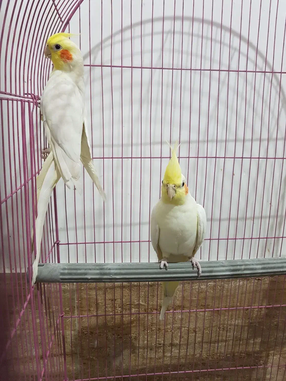 عروس هلندی|پرنده|قم, علی آباد سعدگان|دیوار