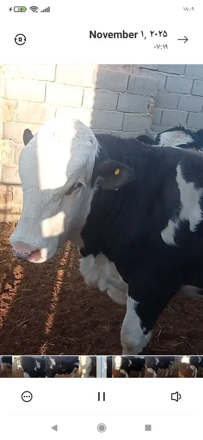 جوانه کشتاری فروشی|حیوانات مزرعه|هلالی, |دیوار