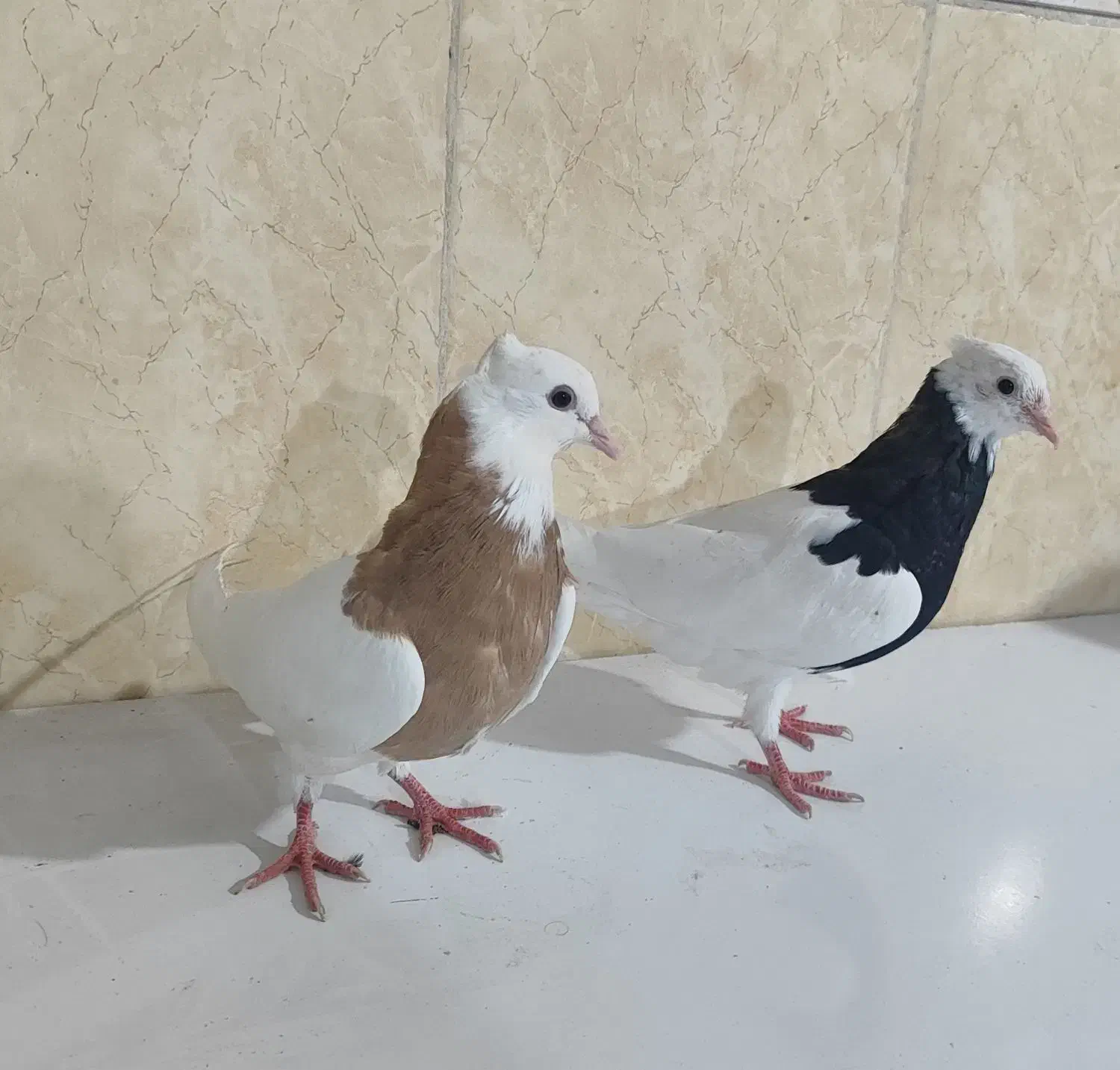 طوقی|پرنده|کاکی, |دیوار