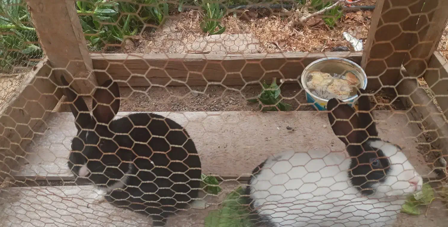 خرگوش|موش و خرگوش|مهریز, |دیوار