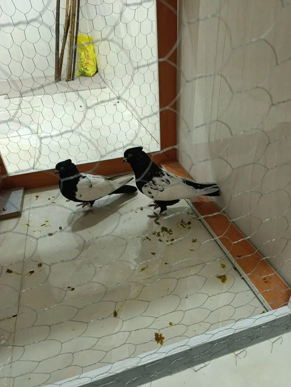 سینه ای|پرنده|رامشیر, |دیوار