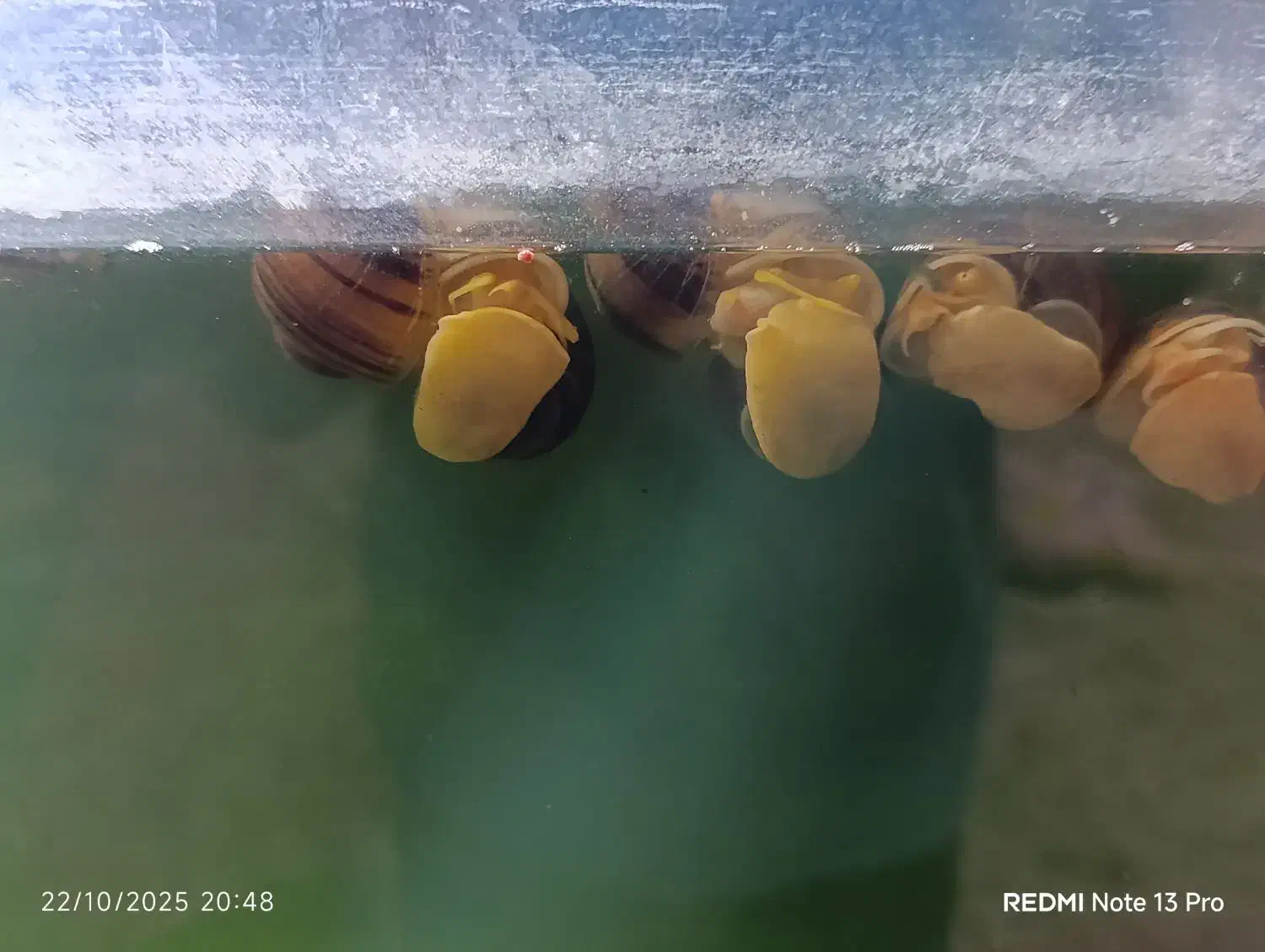 حلزون سیبی برای آب شیرین|ماهی|سرخنکلاته, |دیوار