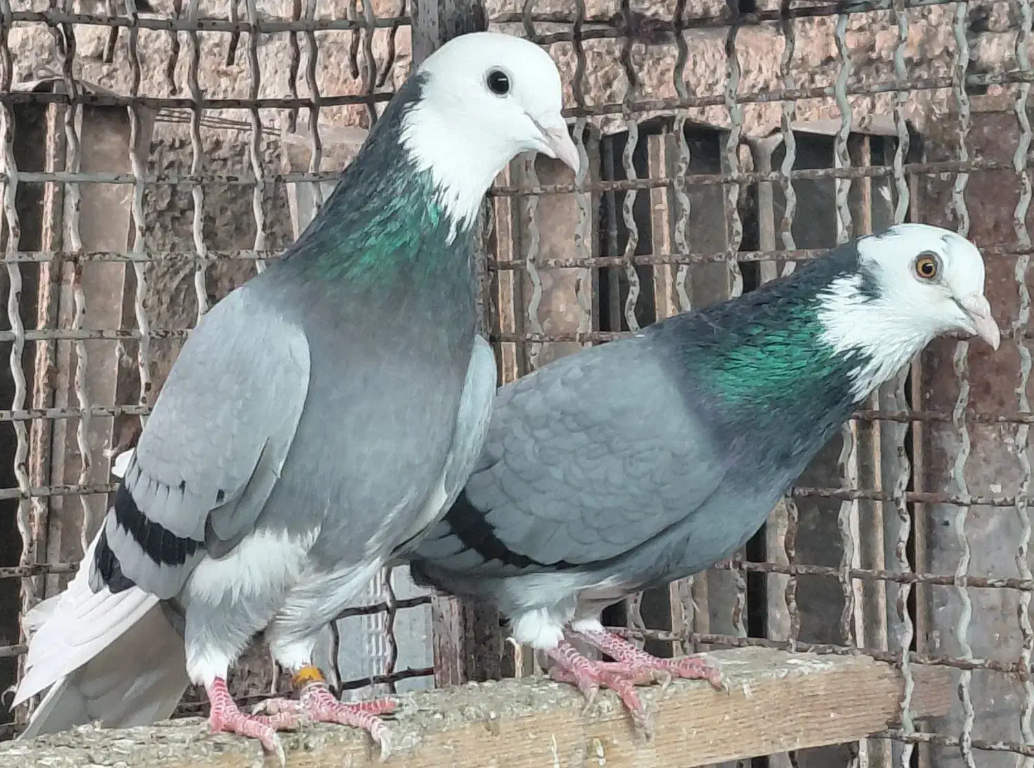 کبوتر  شازده و دست سفید|پرنده|قائم‌شهر, |دیوار