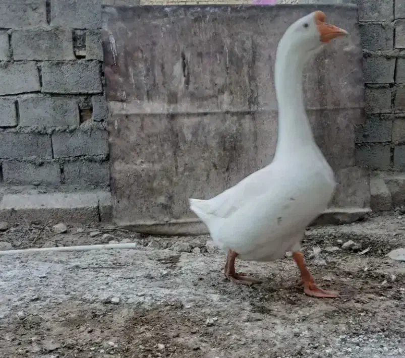 اهواز‌کارون|حیوانات مزرعه|کارون, |دیوار