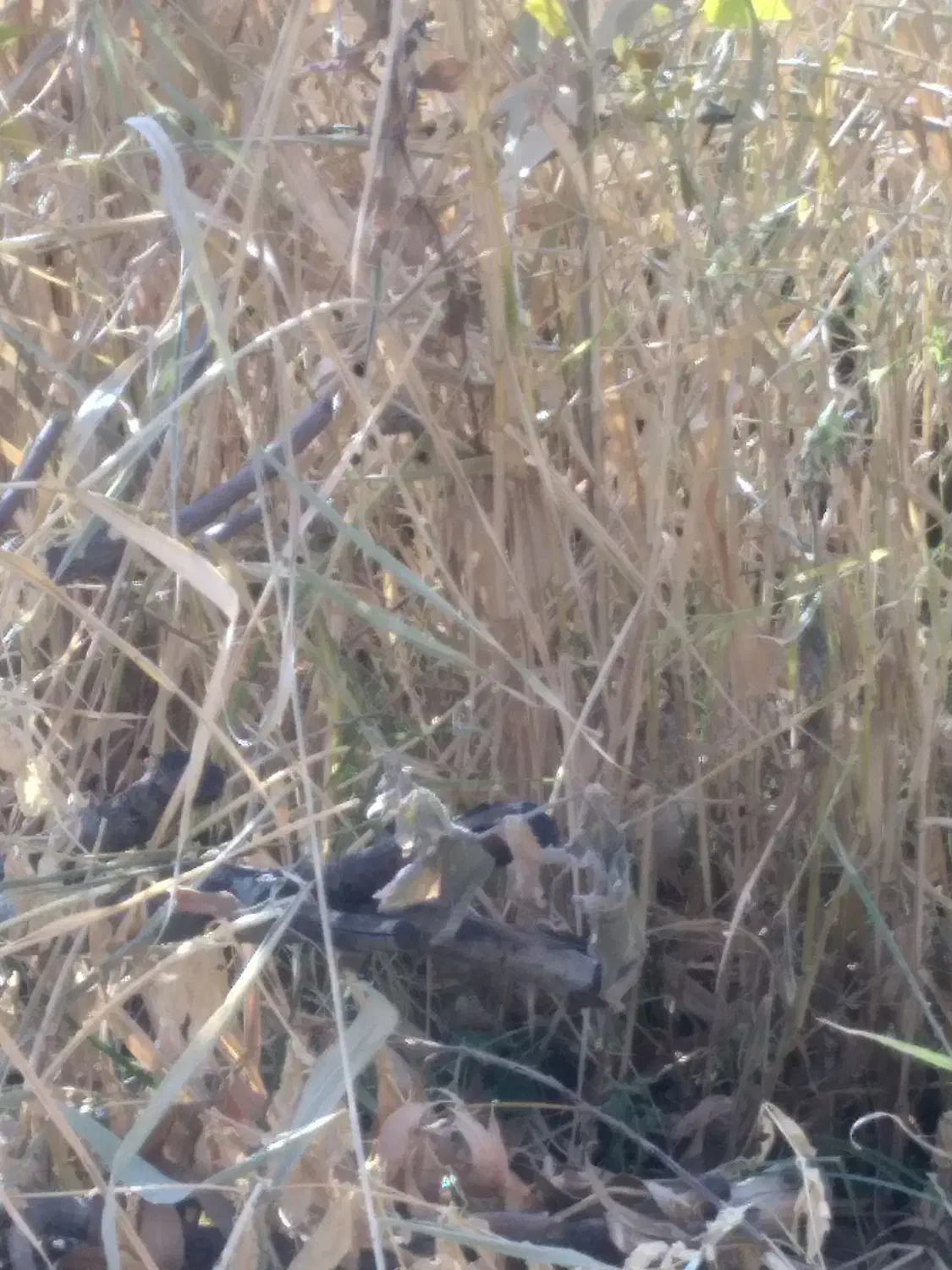 یونجه خوب|لوازم جانبی حیوانات|سیلوانه, |دیوار