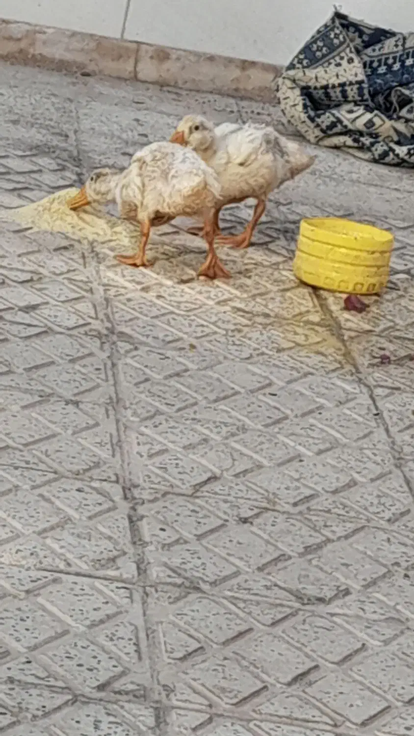 اردک|پرنده|اصفهان, مسجد مصلی|دیوار