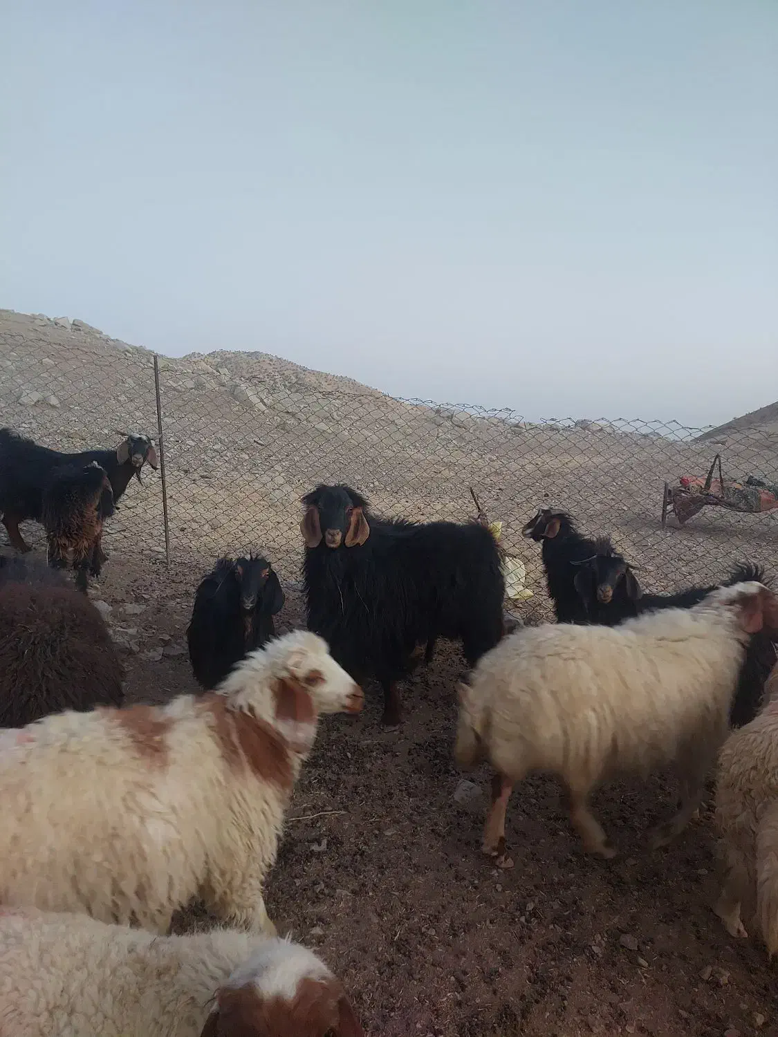 بز نر ، ساورین|حیوانات مزرعه|بولی, |دیوار