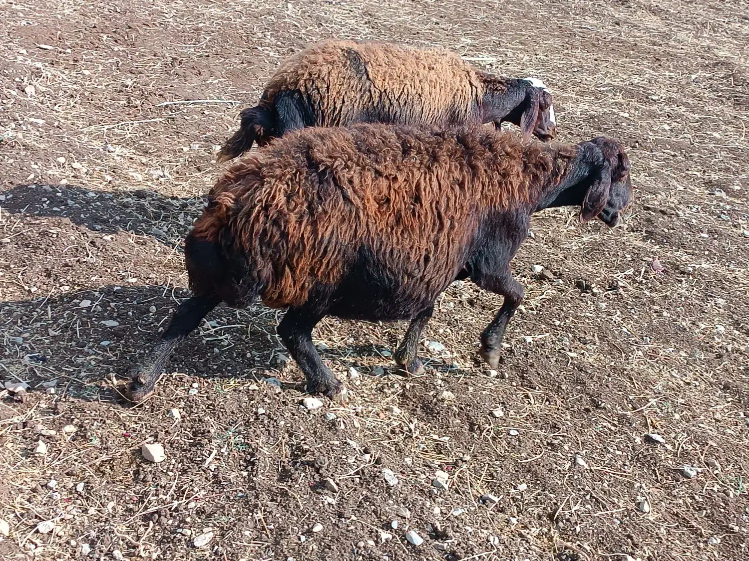 میش آبستن|حیوانات مزرعه|زاغه, |دیوار