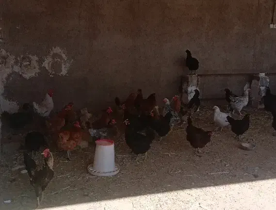 مرغ و خروس محلی|حیوانات مزرعه|کارزان, |دیوار