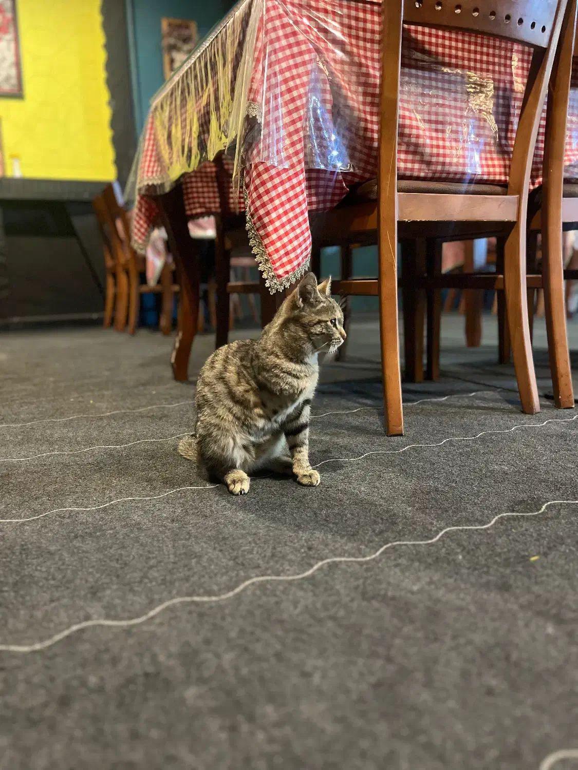 واگذراری گربه حمایتی|گربه|قم, زنبیل آباد|دیوار