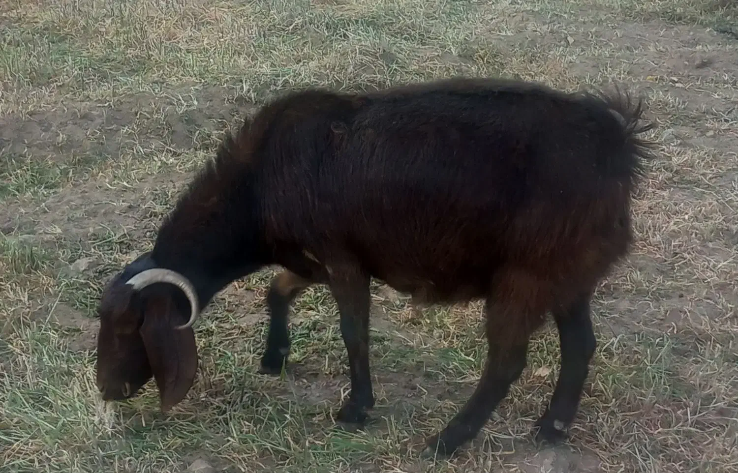 یک عدد بزسالم|حیوانات مزرعه|اردبیل, |دیوار