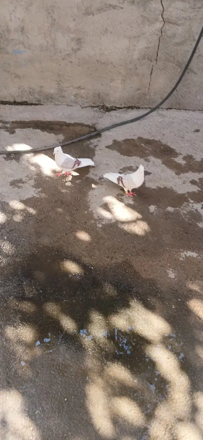 دوتا نر پلنگ لون|پرنده|سیلاخور, |دیوار