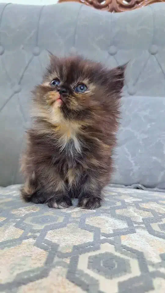 گربه پرشین|گربه|یزد, |دیوار