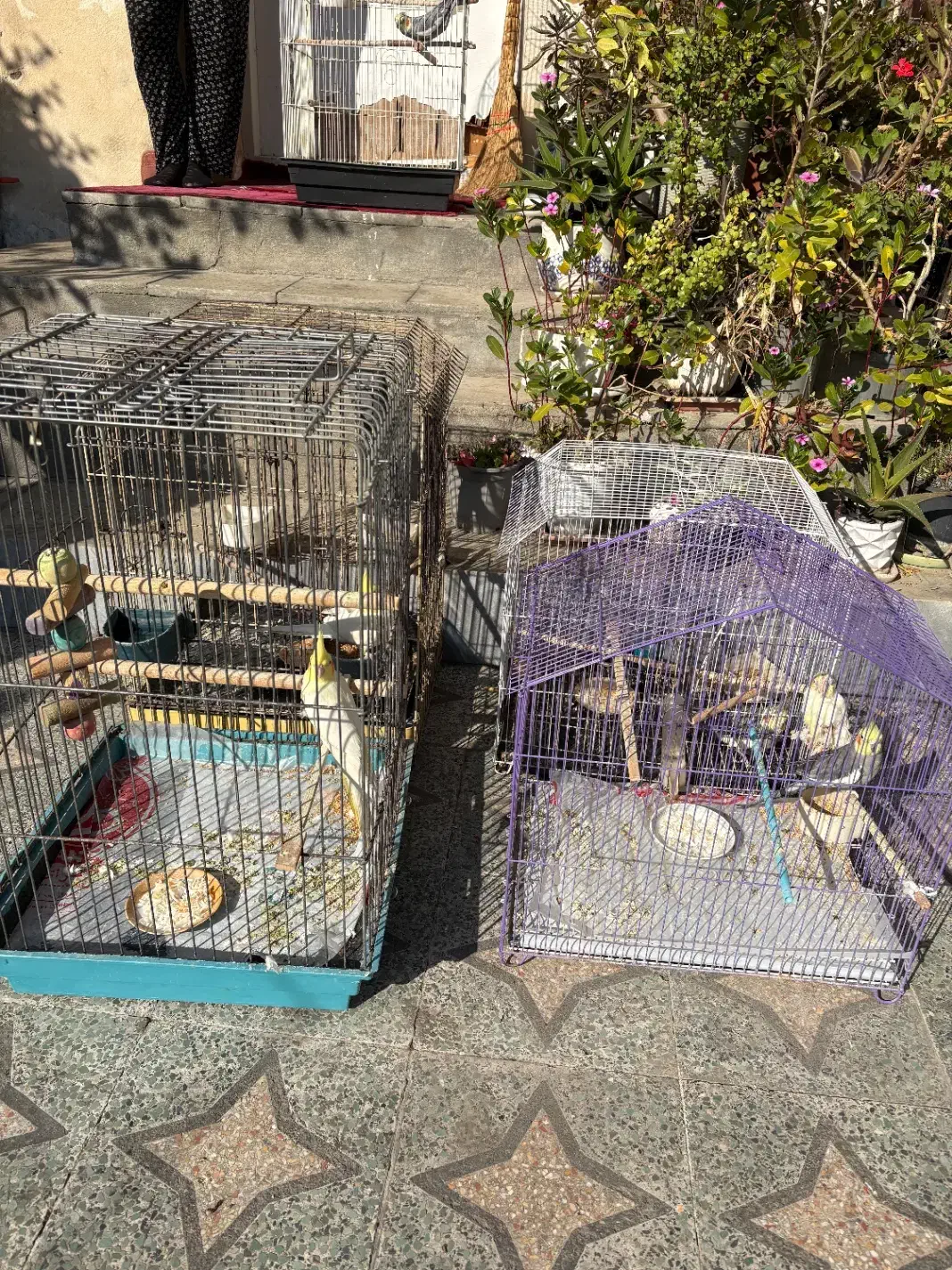 پرنده عروس هلندی سخنگو|پرنده|قائمشهر, |دیوار