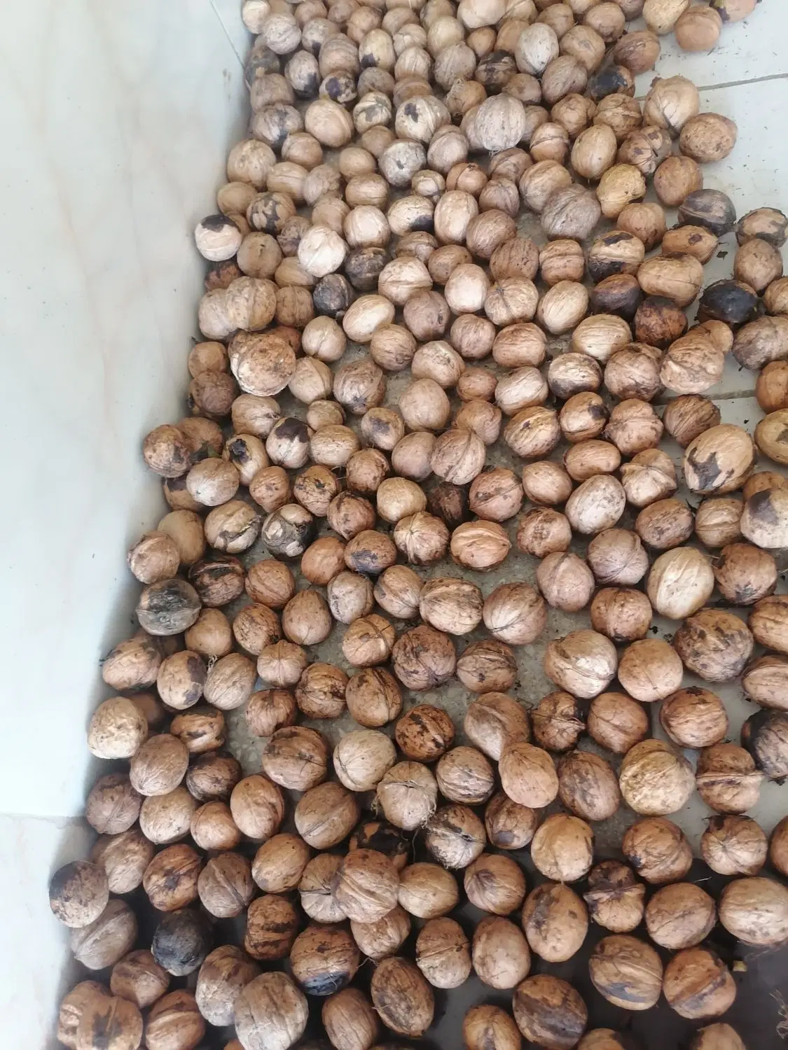 گردو|خوردنی و آشامیدنی|سمنان, |دیوار