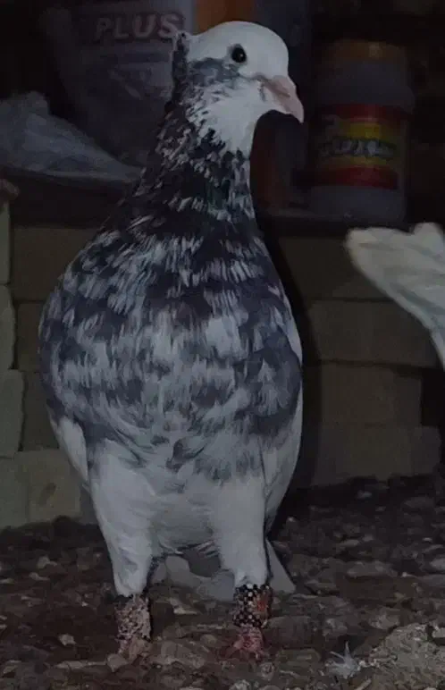 طوقی کله سینه جوجه کشی پرشی کفتر کبوتر.|پرنده|فریمان, |دیوار