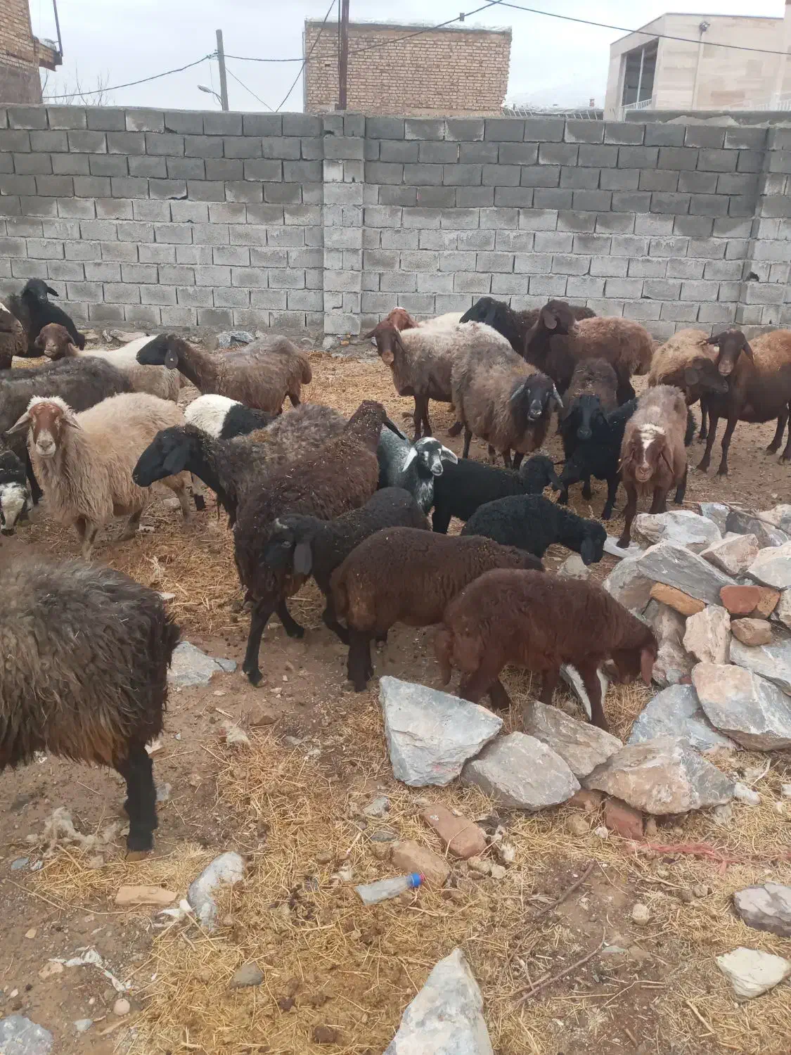 میش بره شیشک|حیوانات مزرعه|زالیان, |دیوار