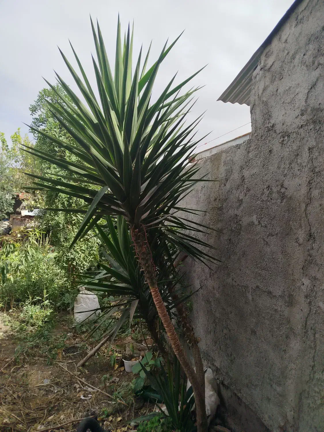 درختچه یوکا|گل و گیاه طبیعی|بندر ترکمن, |دیوار