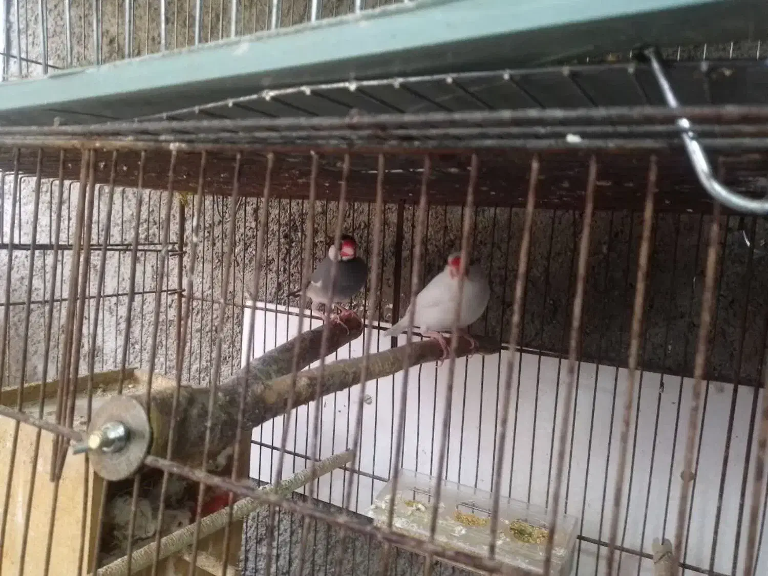 سلام یه جفت فنچ نرگسی پیشوا|پرنده|پیشوا, |دیوار