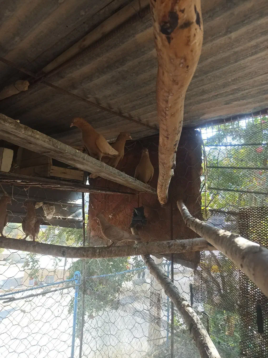 کبوتر|پرنده|بدره, |دیوار