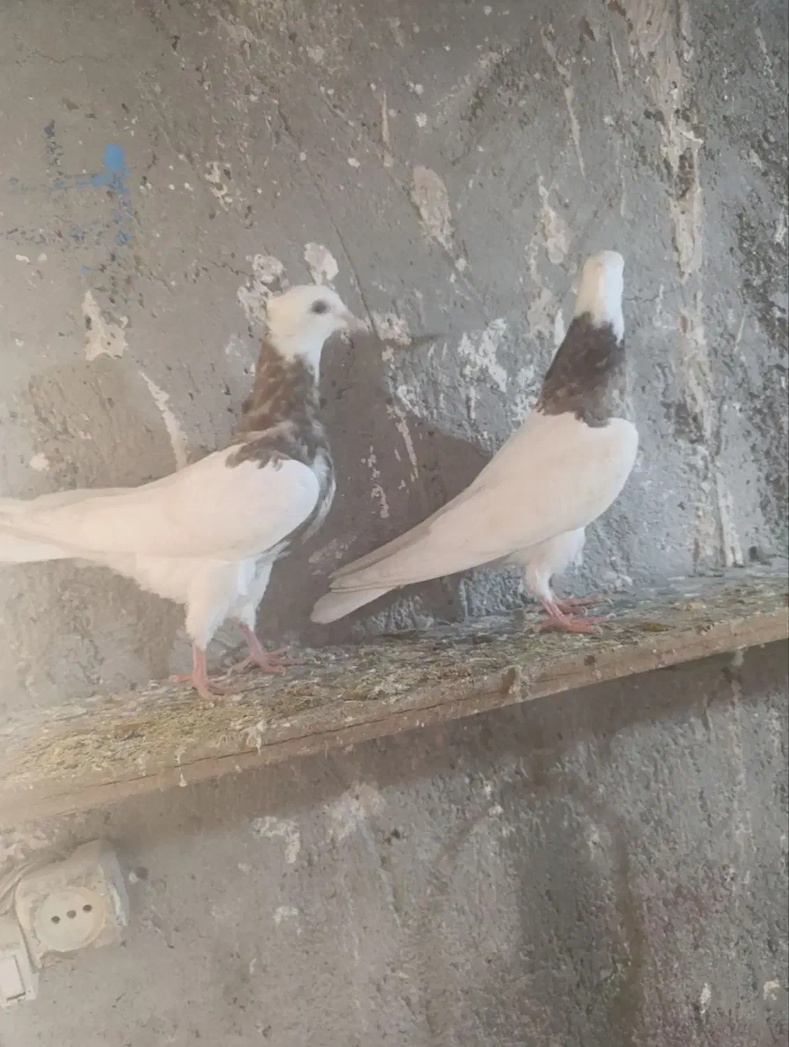 دوتا طوقی جوانه|پرنده|بجنورد, |دیوار