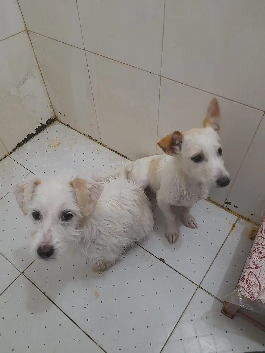 پاپی خوش رنگ و نژاد دار|سگ|ساوه, |دیوار