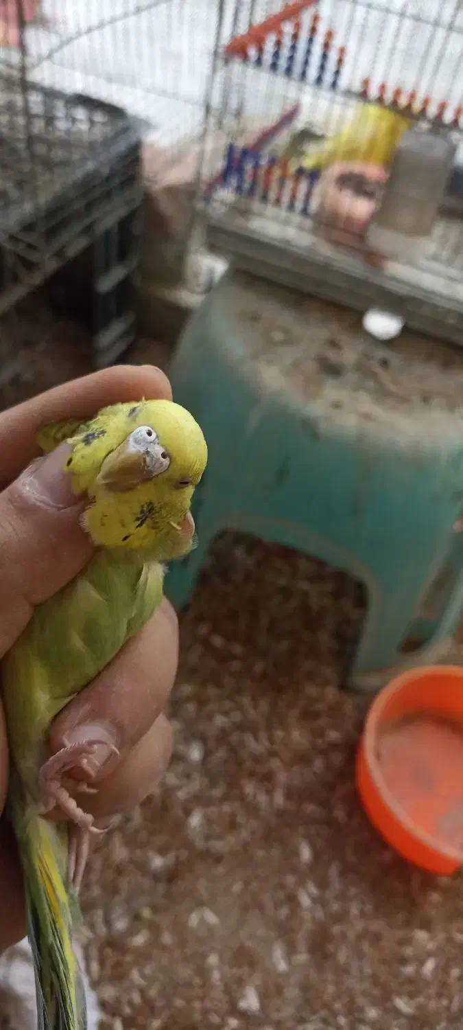 مرغ عشق نر|پرنده|سراوان, |دیوار