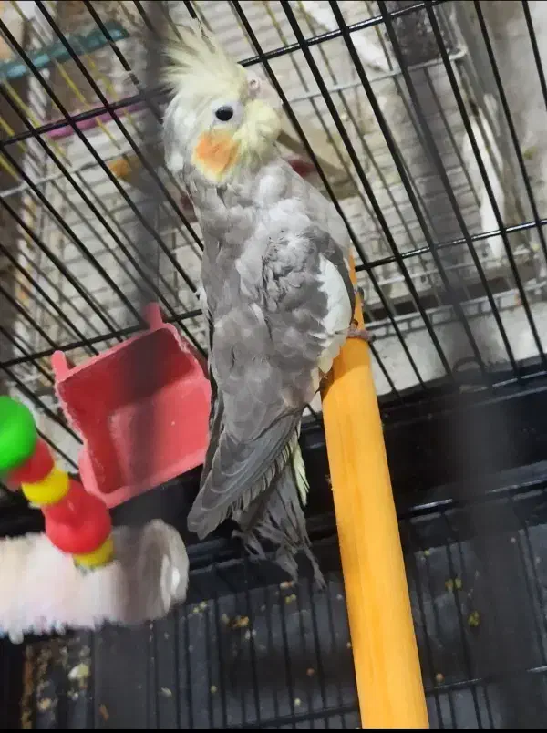 جفت عروس هلندی  اهلی سالم|پرنده|تبریز, |دیوار