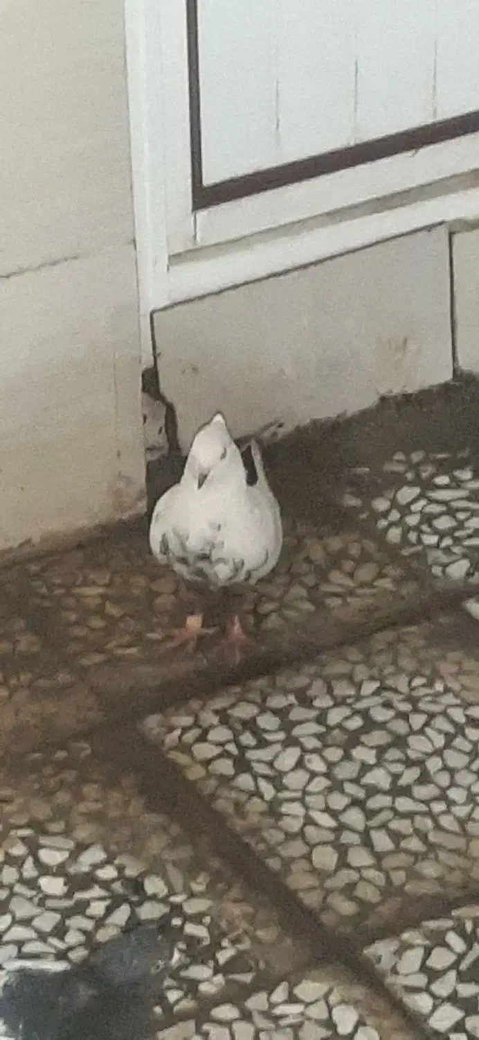 دوتا دم قهوه ای پرشتی جونه|پرنده|پلدختر, |دیوار