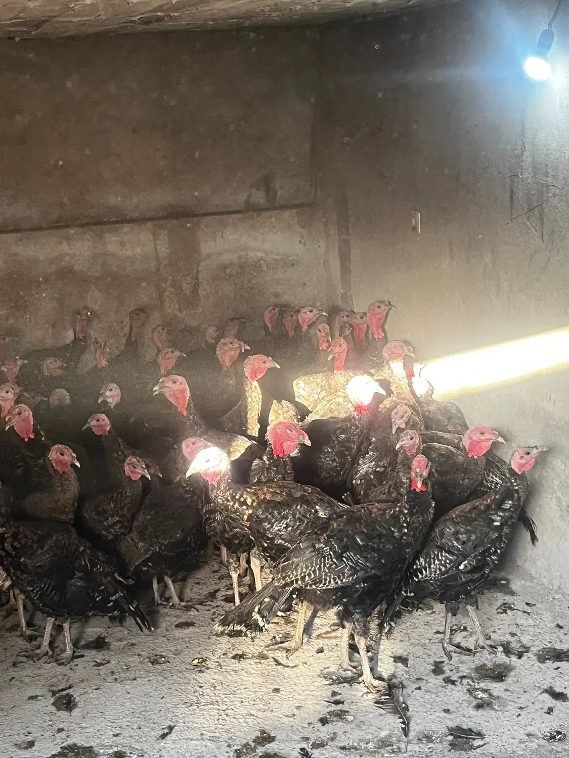 فروش بوقلمون.|حیوانات مزرعه|سرخرود, |دیوار