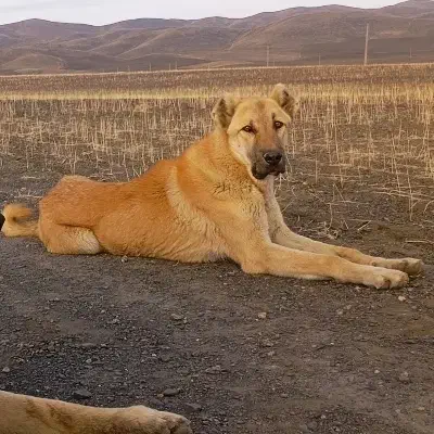 توله پژدر|سگ|جوکار, |دیوار