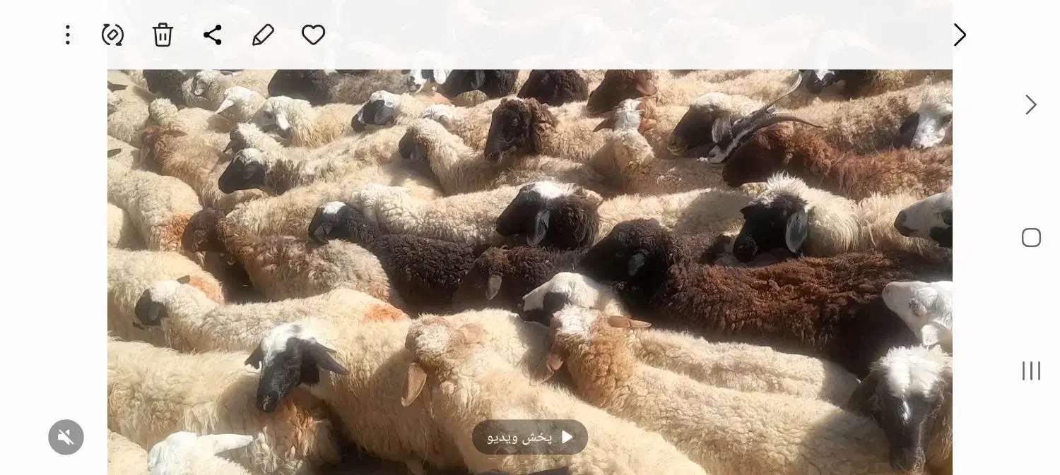 ۱۷۰ راس میش داشتی یه دست یه گله جون|حیوانات مزرعه|خمین, |دیوار