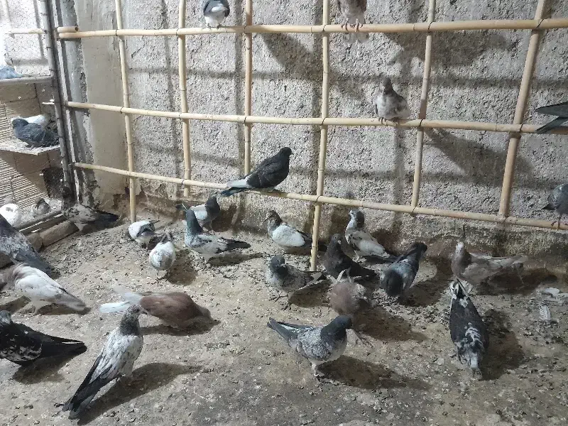 کبوتر درجه یک( جوجه)|پرنده|آران و بیدگل, |دیوار